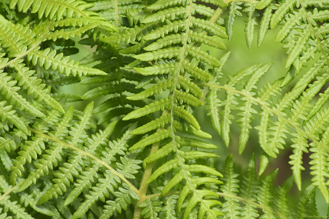 Natural texture background